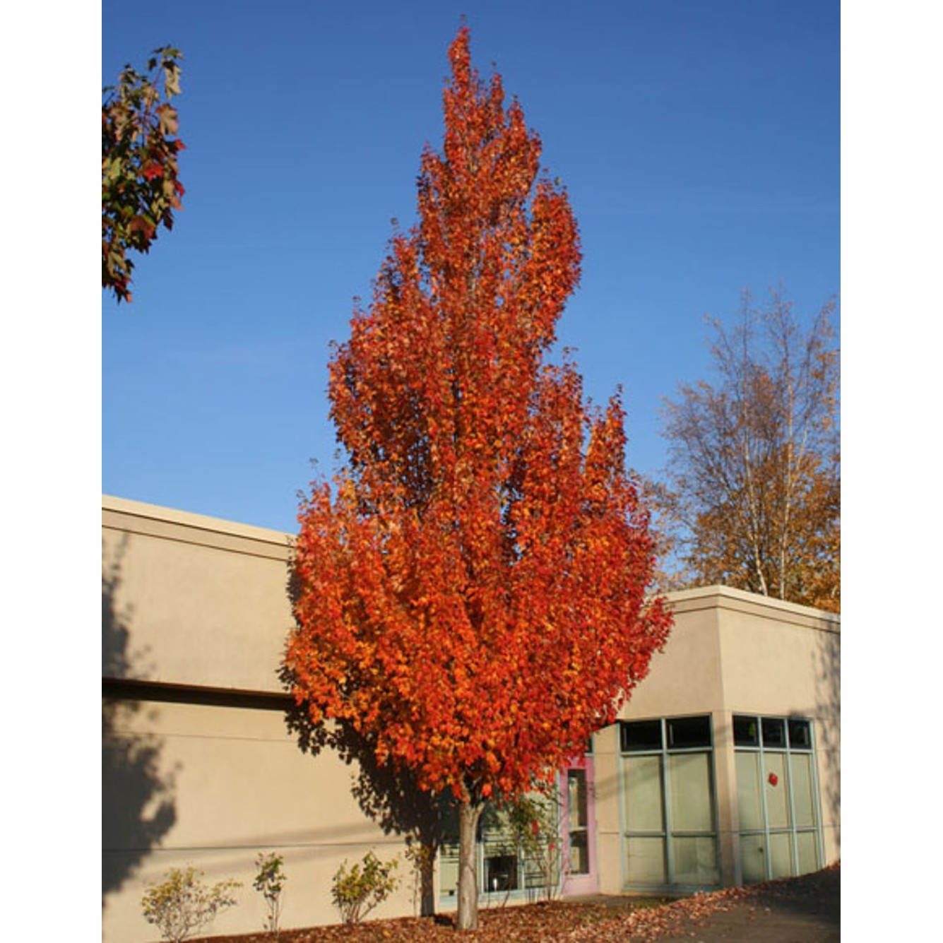 Freemanlönn – Acer freemanii 'Armstrong' - 12/14 in Cont HO/ST